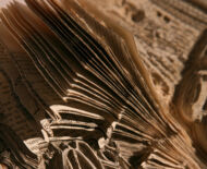 Artwork: Origin of Man (detail), 2004 by artist Emma Lloyd, Sculpted book
